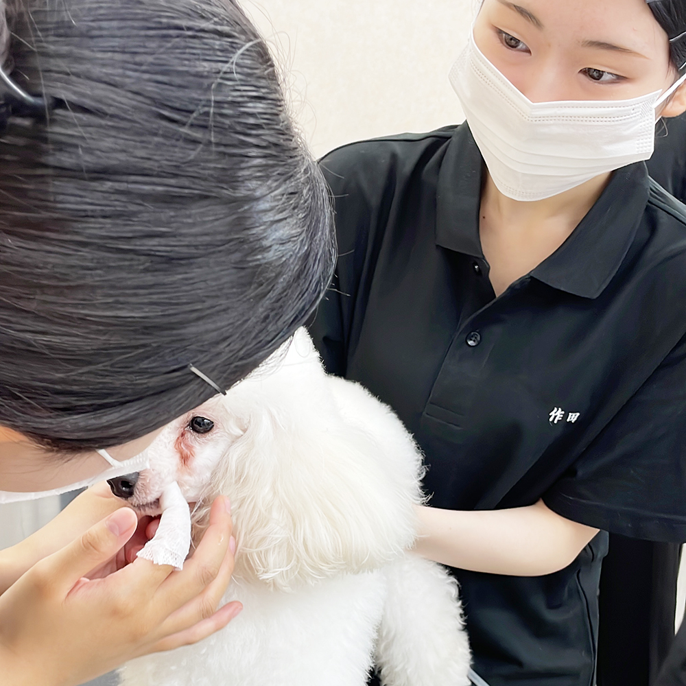 モデル犬の健康管理☆